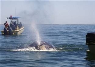 La ballena gris se refugia en México