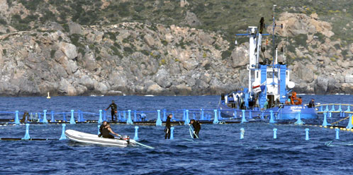 Estalla la ‘guerra del atún’: los pescadores andaluces acusan a los catalanes de esquilmar el Mediterráneo