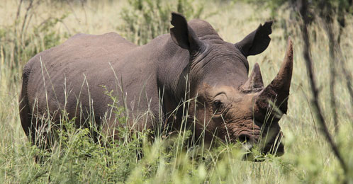La caza furtiva fuerza a Sudáfrica a colocar GPS en sus rinocerontes