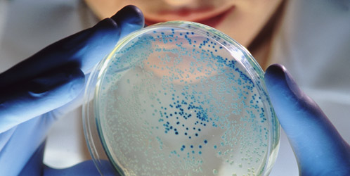 Las "super bacterias" convertirán en intratables infecciones comunes