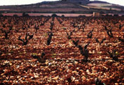 Valpiedra: un viñedo <br>con vistas al Ebro