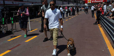 ¿Cómo coj... puede distraer un perro a Lewis Hamilton?