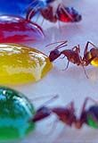 Las lecciones que las hormigas pueden dar a los ingenieros de 'teleco'