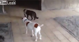 Un gato paseador de perros