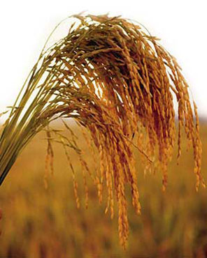 El precio de la tonelada de arroz supera por primera vez en la historia los 1.000 dlares
